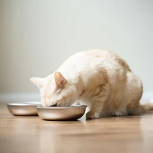 Best-Place-Cat-Bowls_3a326aaa-8db6-401f-8c63-d9f2a382afaa_large